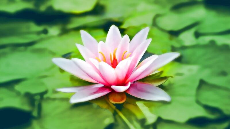 Quels sont les effets de la méditation sur la santé ?