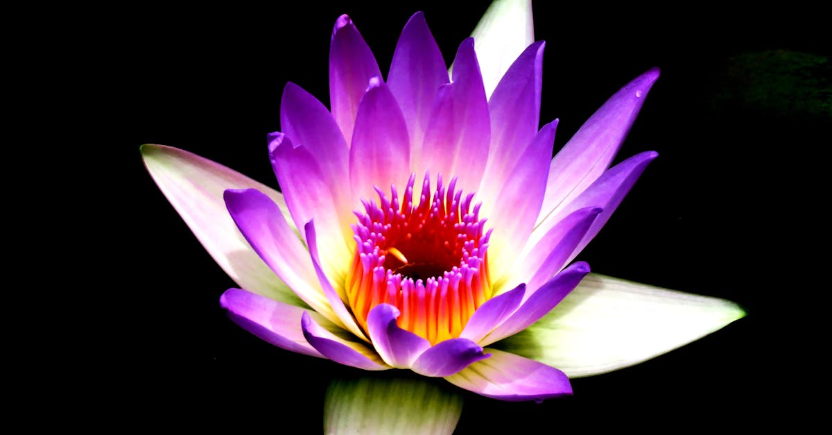découvrez l'art de la méditation et ses bienfaits pour votre bien-être mental et physique. plongez dans un voyage intérieur visant à réduire le stress, améliorer la concentration et favoriser la paix intérieure. initiez-vous à différentes techniques de méditation pour enrichir votre quotidien.