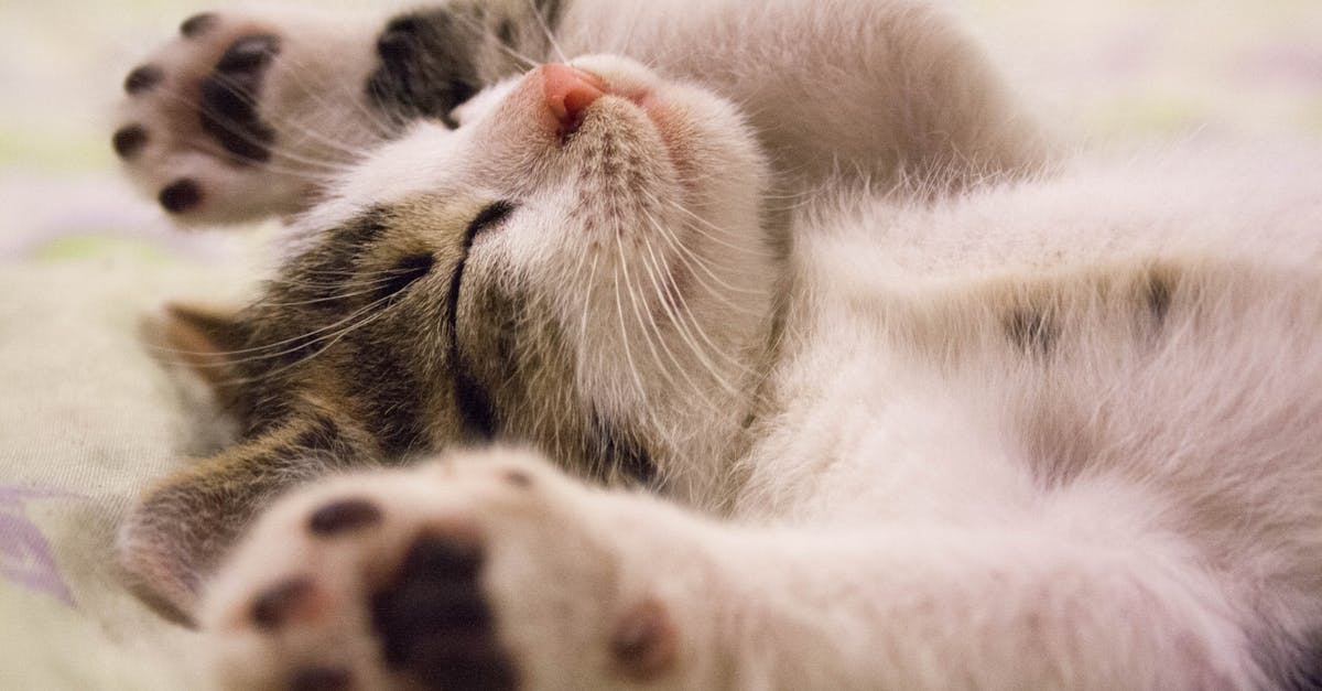 découvrez l'importance du sommeil pour votre santé physique et mentale. apprenez des conseils utiles pour améliorer votre qualité de sommeil et profiter d'un repos régénérateur chaque nuit.