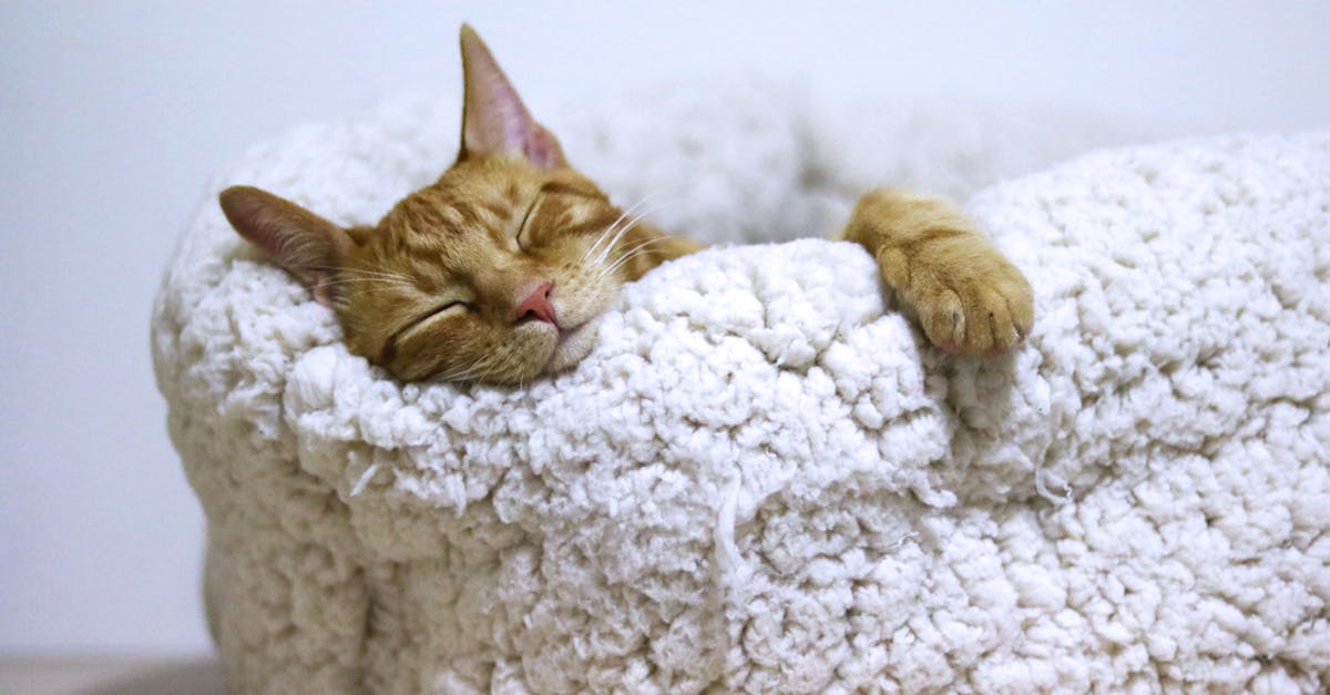 découvrez l'importance du sommeil pour votre santé et votre bien-être. apprenez des conseils pratiques pour améliorer la qualité de votre sommeil et favoriser un repos réparateur chaque nuit.