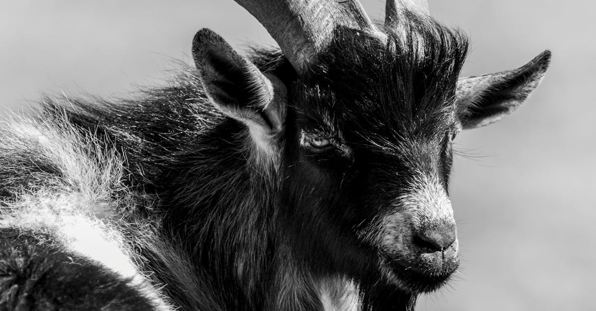 découvrez la signification du terme 'scapegoat', son origine, et comment le concept de bouc émissaire est utilisé dans la société, la psychologie et l’histoire.
