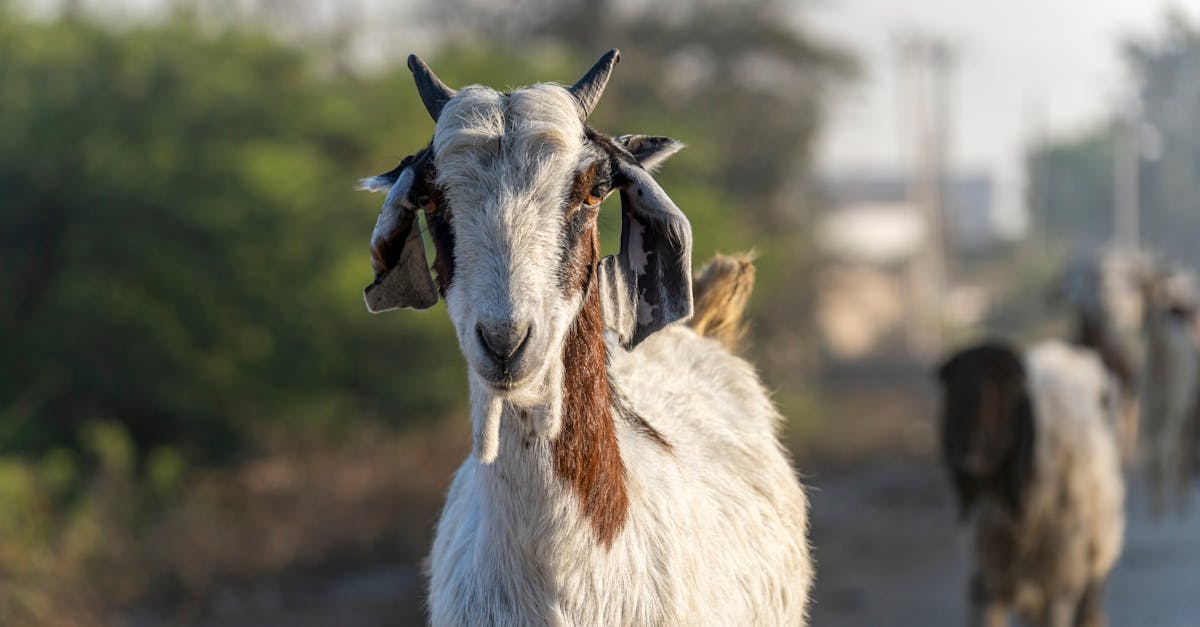 découvrez la signification du terme 'scapegoat', son origine, ses usages en français et en anglais, ainsi que des exemples concrets pour mieux comprendre ce concept de bouc émissaire.