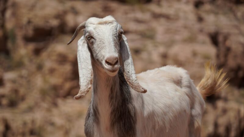 Le mouton noir de la famille : huit impacts d’une étiquette péjorative