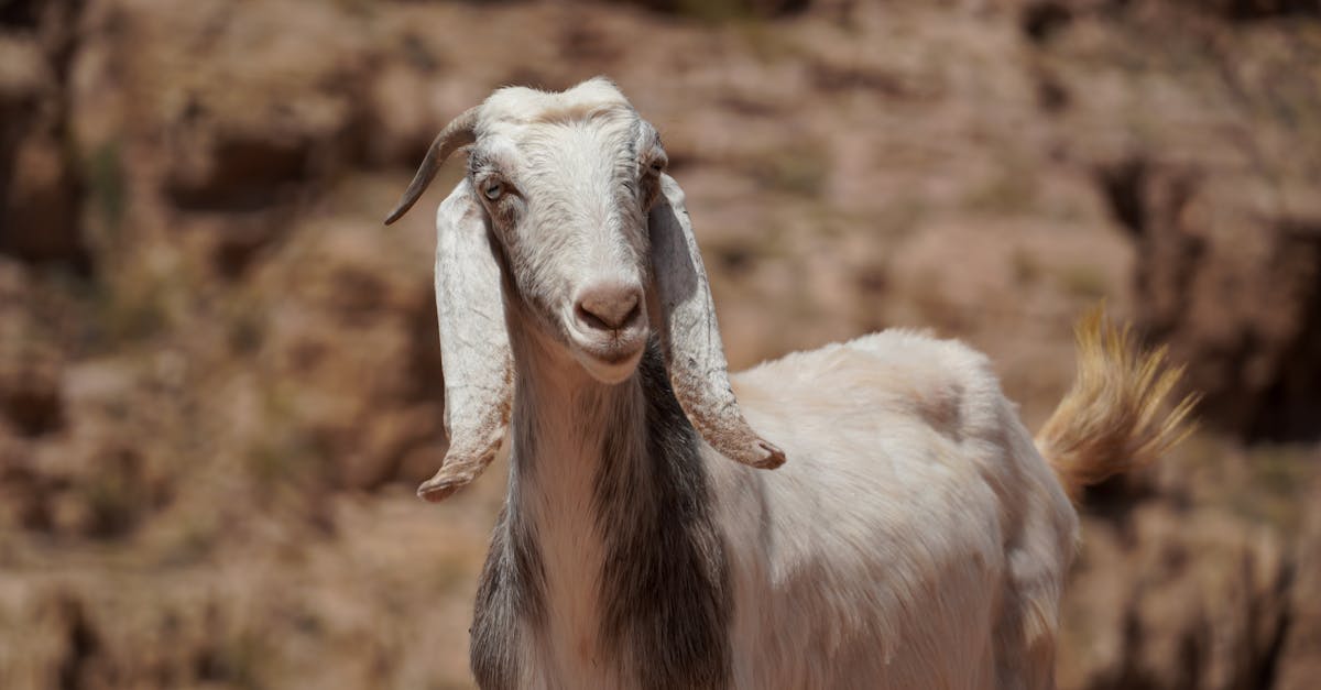Le mouton noir de la famille : huit impacts d’une étiquette péjorative