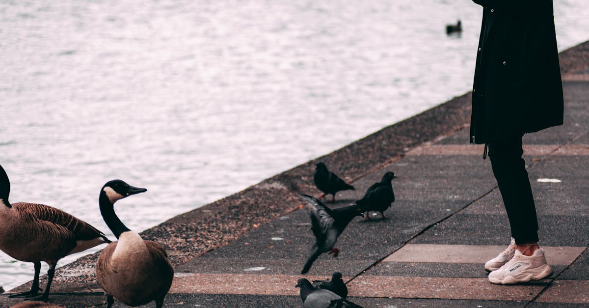 découvrez la signification et les enjeux de la coexistence, ce concept clé pour favoriser la paix, la diversité et l’harmonie entre individus ou communautés de différentes origines et convictions.