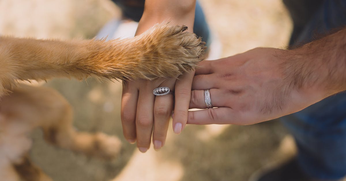 découvrez comment renforcer la confiance au sein de votre couple grâce à des conseils pratiques, des astuces de communication et des témoignages inspirants pour une relation saine et épanouie.