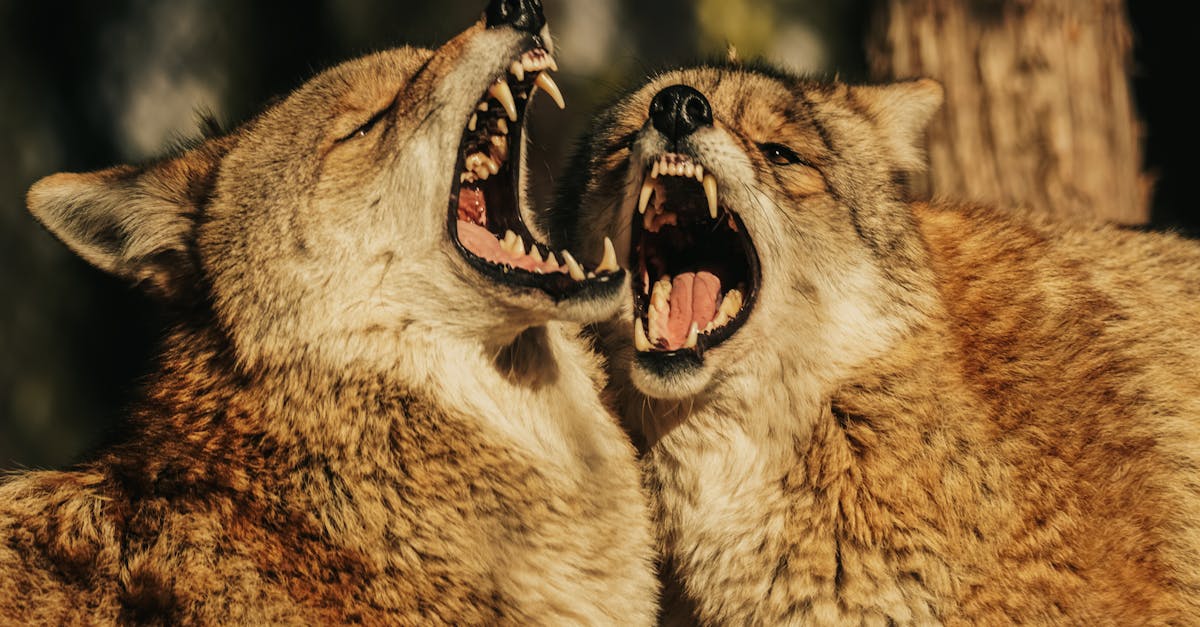 découvrez ce qu'est le comportement passif-agressif, comment le reconnaître et les meilleures façons d'y faire face, que ce soit dans votre vie personnelle ou professionnelle.