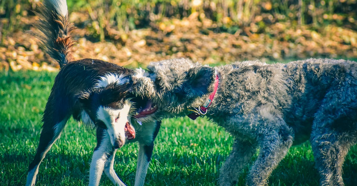 découvrez ce qu'est le comportement passif-agressif, ses signes distinctifs, ses causes possibles et des conseils pour mieux le gérer au quotidien, que ce soit au travail ou dans vos relations personnelles.