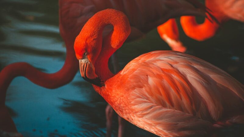 Décrypter les subtilités de la drague : comprendre les signaux et les non-dits