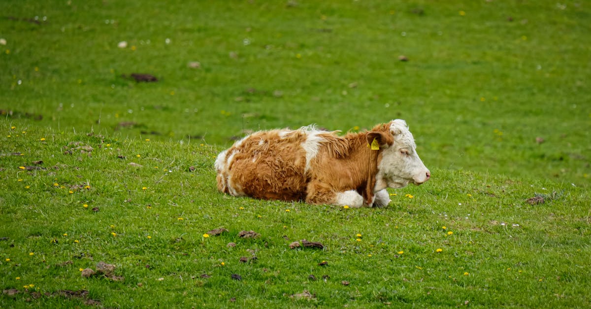 découvrez les principaux traits de personnalité des psychopathes, comment les reconnaître et leur impact sur les relations et la société. explications claires et conseils d'experts.