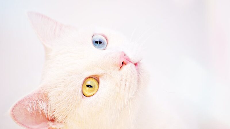 caractéristiques pour repérer un psychopathe et mettre fin à la relation