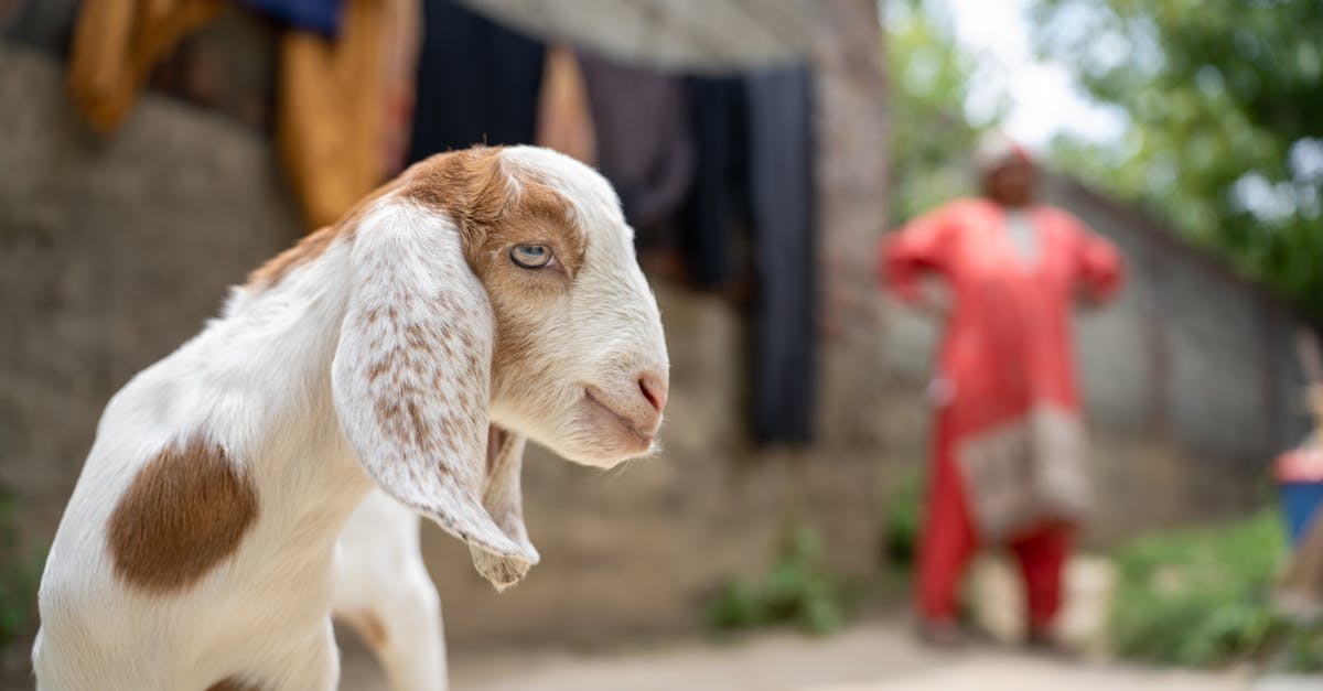 s’interroger sur la zoophilie : qu’est-ce que c’est vraiment ?