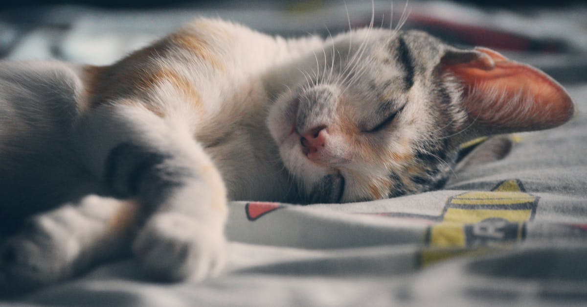 découvrez l'univers fascinant des rêves, leurs significations et comment interpréter vos songes pour mieux comprendre votre subconscient.