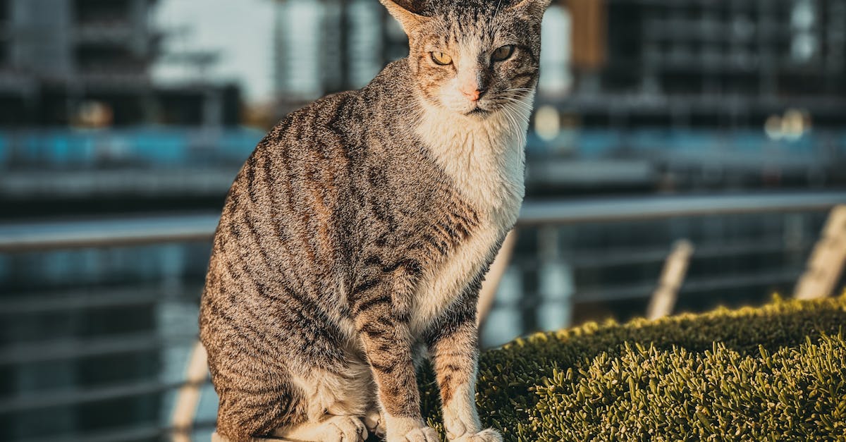 découvrez l'emdr, une thérapie innovante pour traiter les traumatismes et l'anxiété. apprenez comment l'emdr fonctionne, ses bienfaits et à qui s'adresse cette approche thérapeutique reconnue.