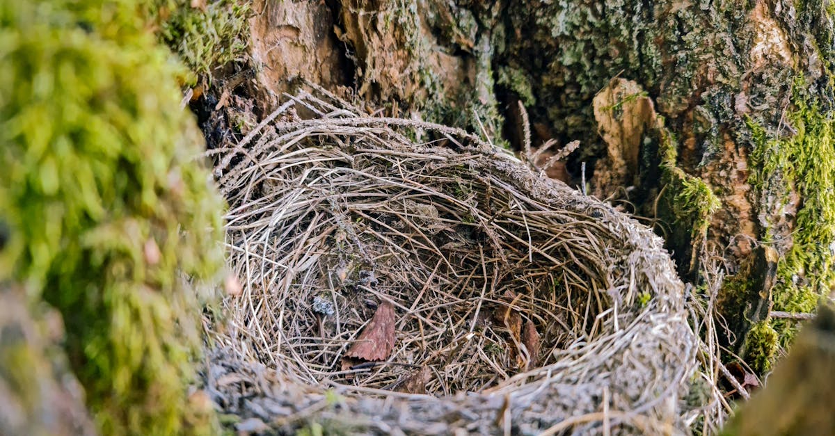 découvrez ce qu'est le syndrome du nid vide, ses causes et ses effets émotionnels chez les parents lorsque les enfants quittent la maison, ainsi que des conseils pour mieux vivre cette étape de transition.