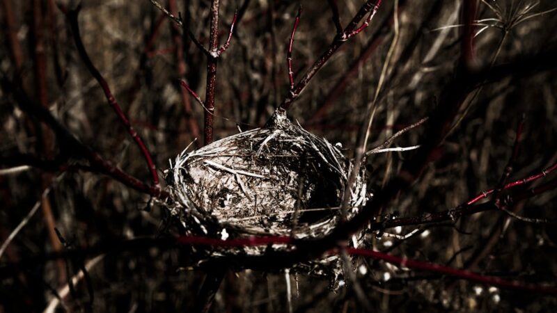 Le syndrome du nid vide : comment surmonter le départ de ses enfants