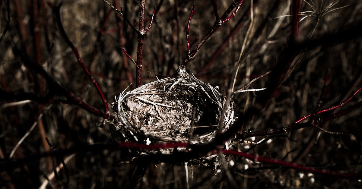 Le syndrome du nid vide : comment surmonter le départ de ses enfants