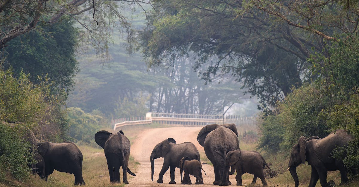 découvrez les causes, les impacts et les solutions possibles au problème de l'éloignement familial, un phénomène touchant de nombreuses familles aujourd'hui.
