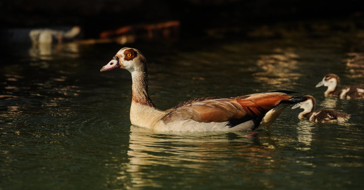 découvrez les causes et les solutions possibles à la rupture familiale, ainsi que des conseils pour gérer l’éloignement entre membres d’une même famille.