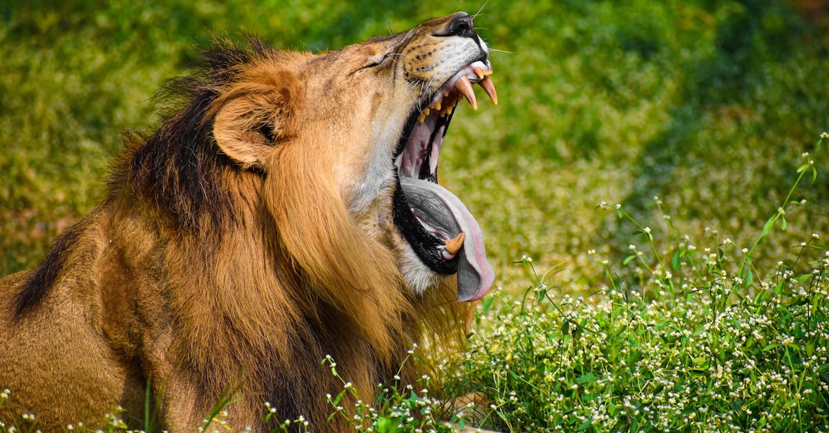 découvrez les causes, symptômes et solutions pour surmonter la peur de l'amour. apprenez à reconnaître cette émotion et trouvez des conseils pour vivre une relation épanouie.