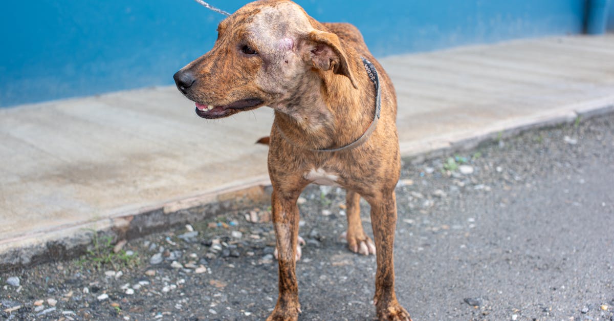 découvrez les causes et les solutions de la peur de l'amour. comprenez pourquoi certaines personnes redoutent les relations amoureuses et comment surmonter cette crainte pour vivre pleinement vos sentiments.