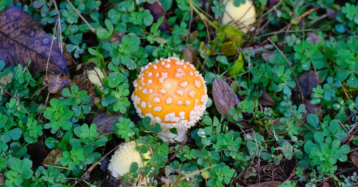 découvrez comment reconnaître, comprendre et sortir d'une relation toxique. conseils et ressources pour retrouver votre bien-être et construire des relations saines.