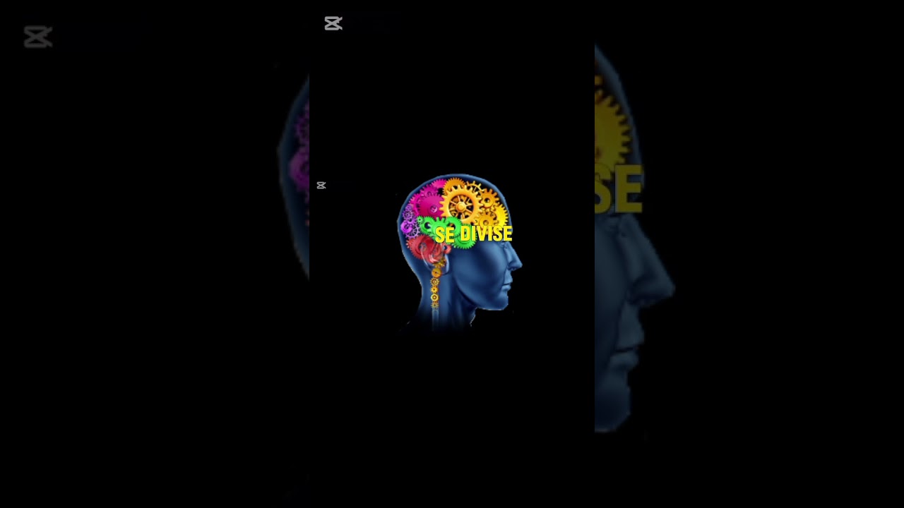 Quelles sont les relations entre psychologie et sociologie ?